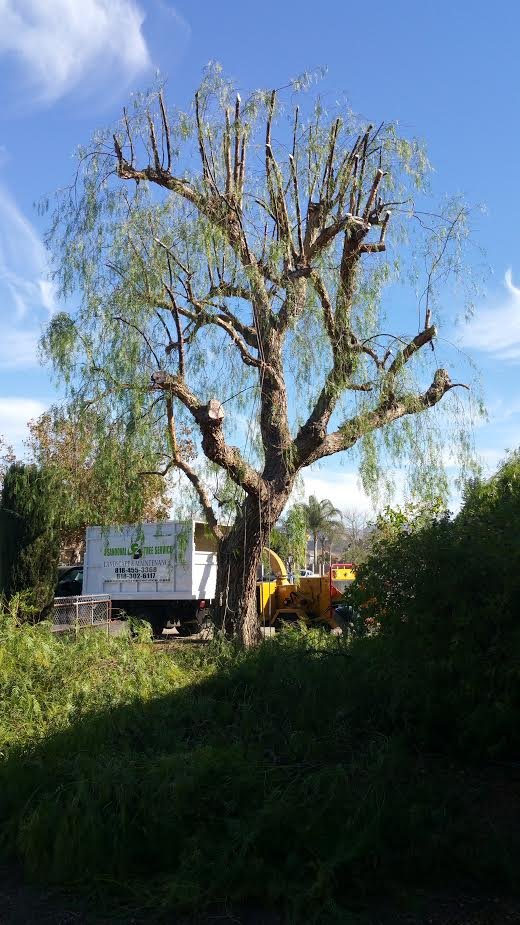 A Sandoval Tree Service-tree cutting service los angeles