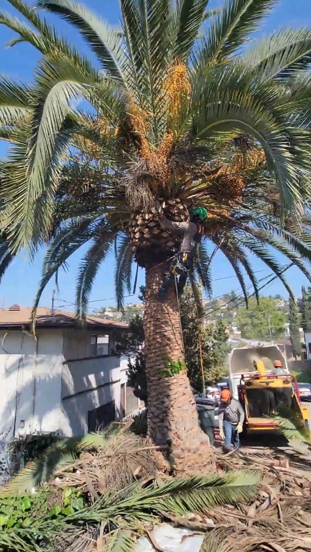 Palm-Tree-Trimming
