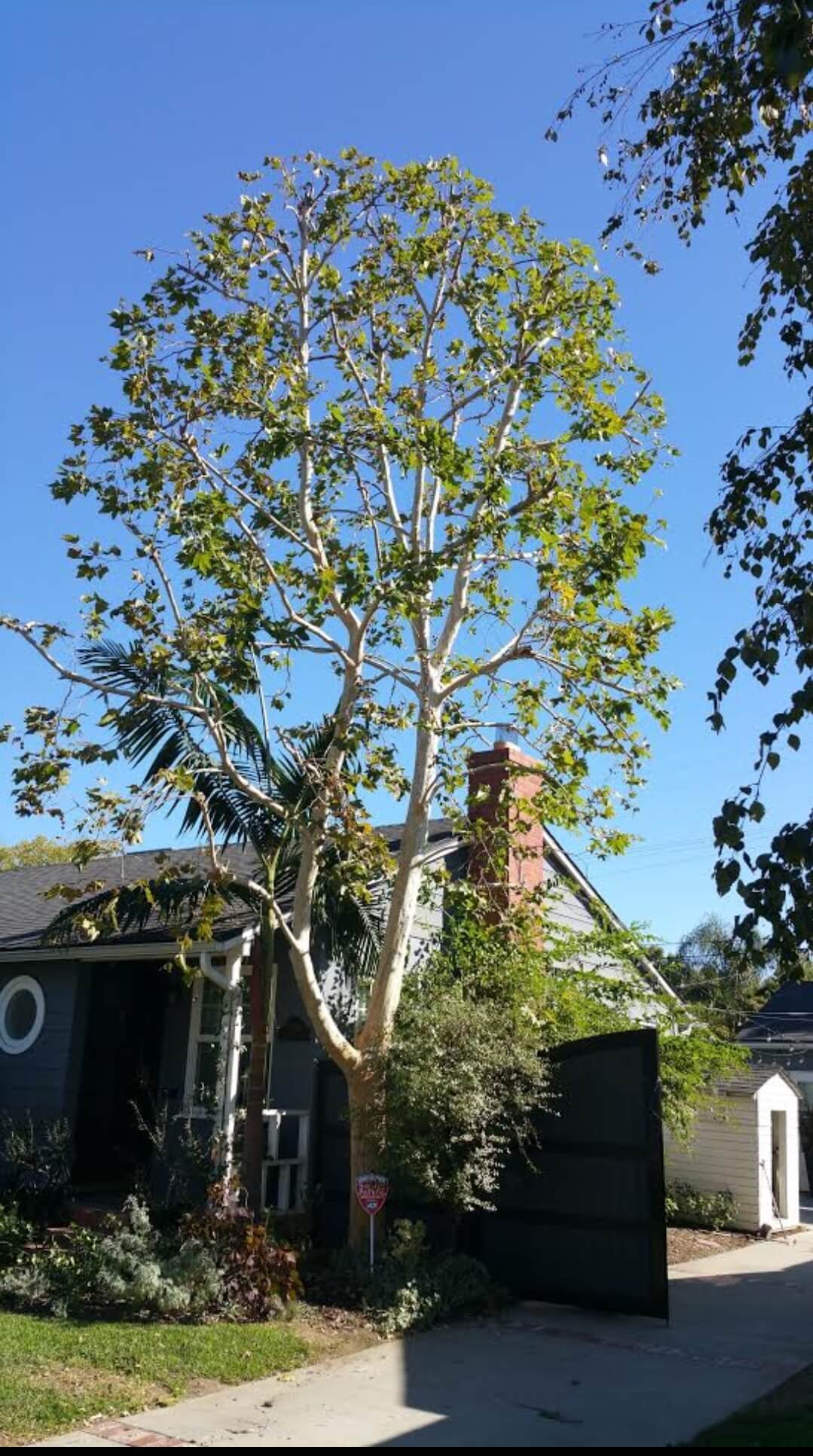 Residential-Tree-Trimming