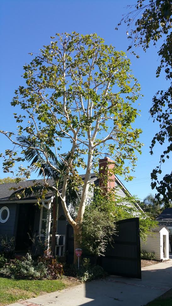 Sycamore tree after being professionally trimmed by A Sandoval Tree Service. No job is ever too big, or too small for us!