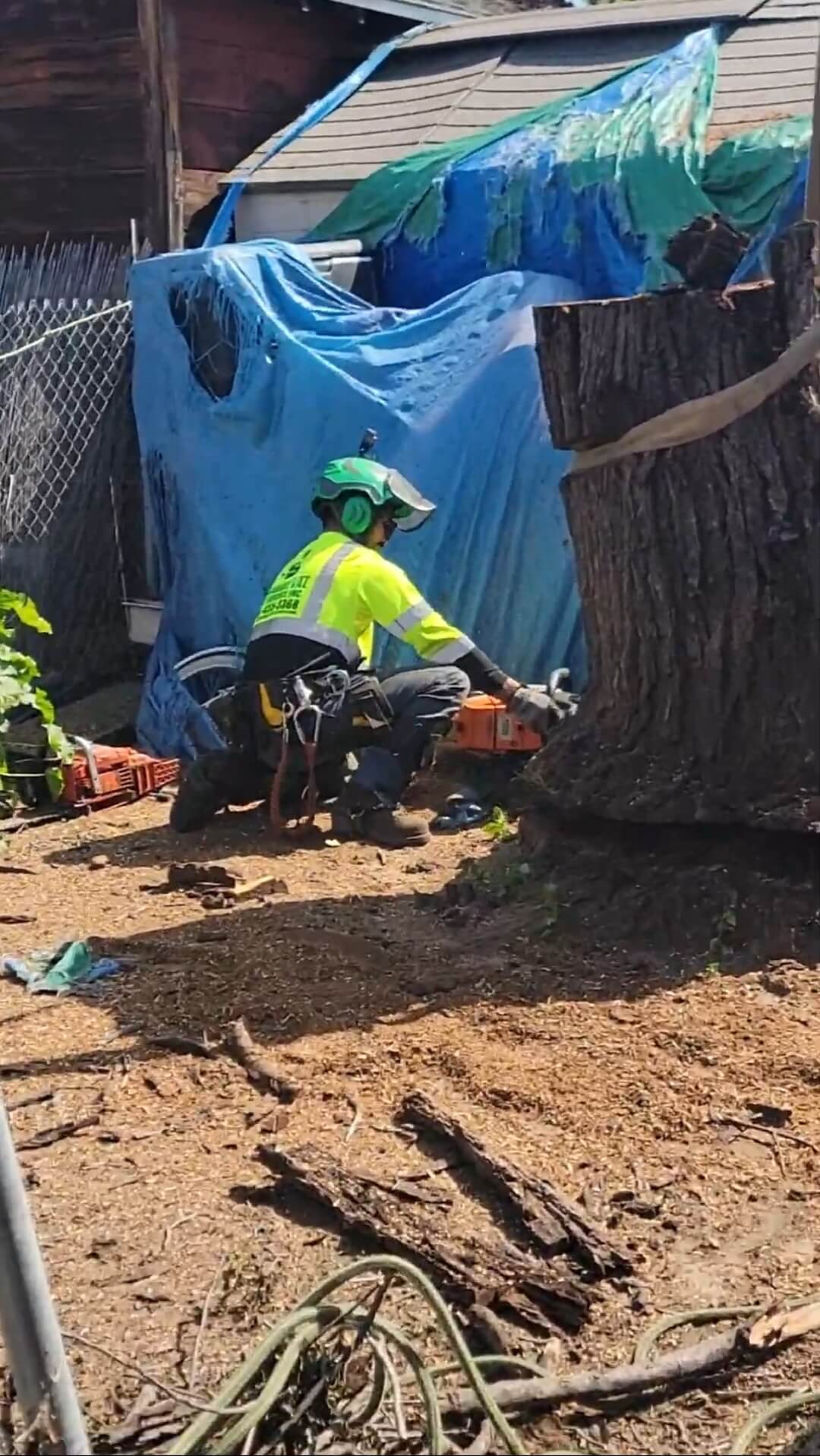 tree removal los angeles