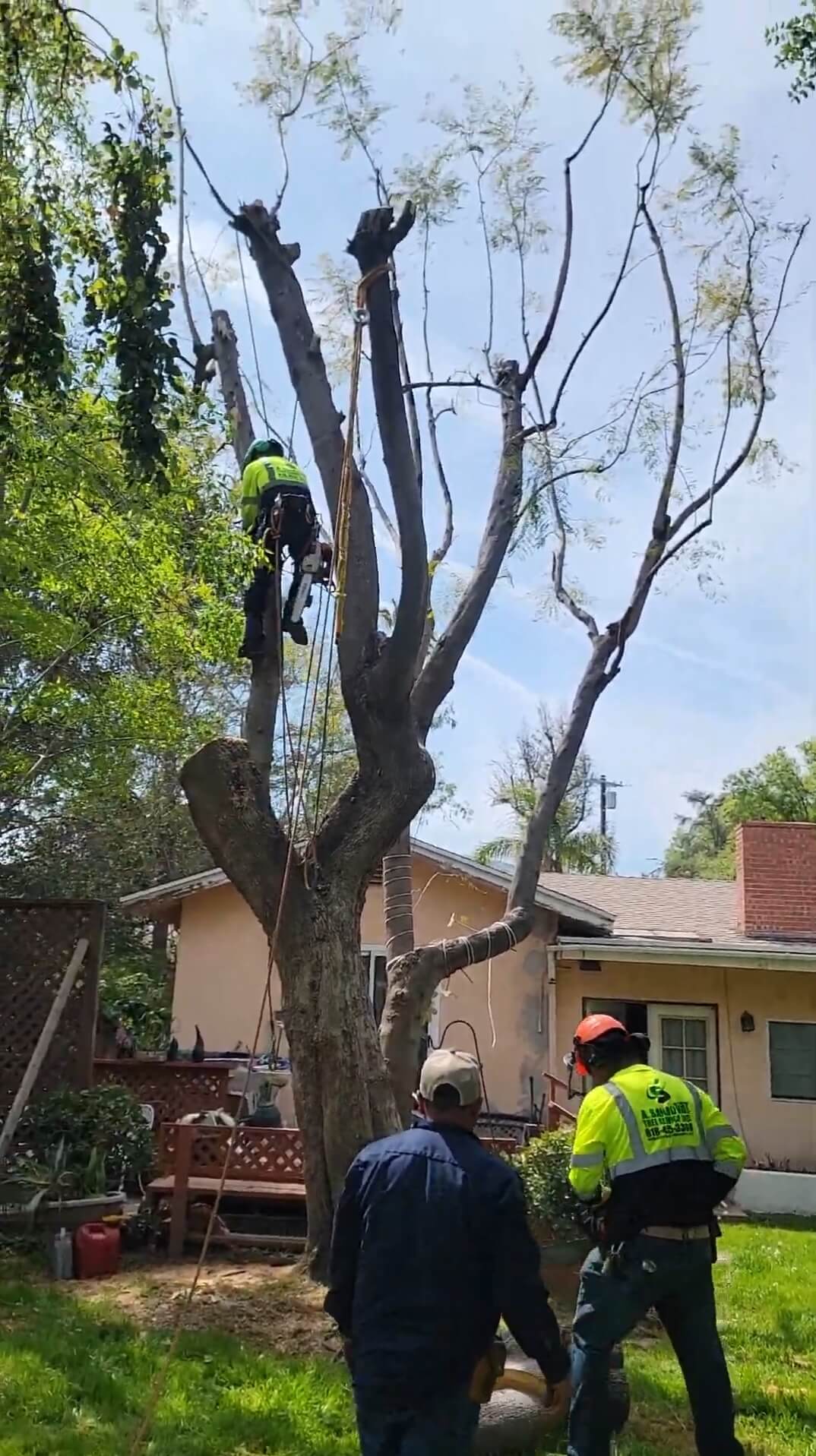 tree removal los angeles